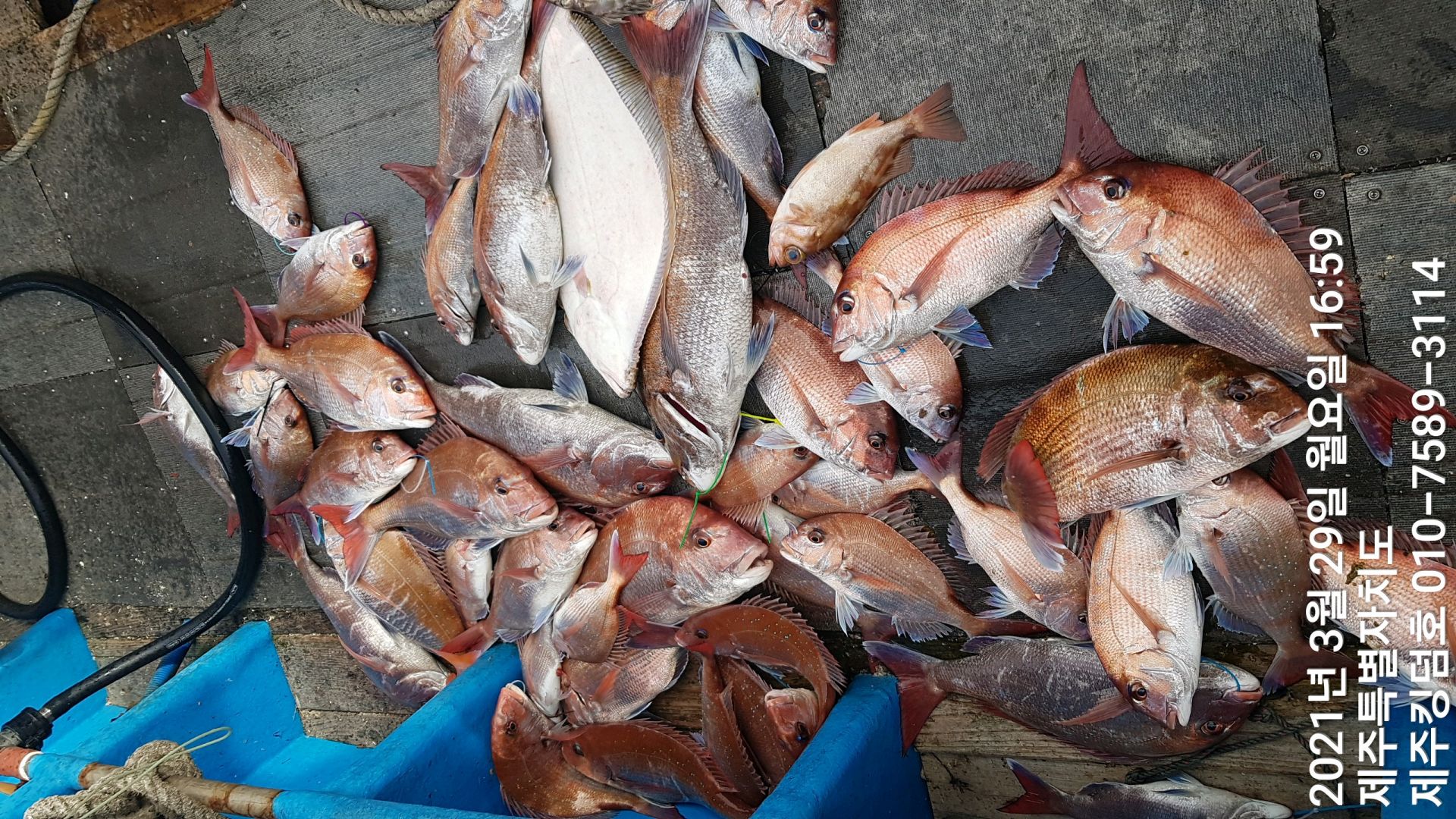 제주킹덤호..3월29일 참돔타이라바..