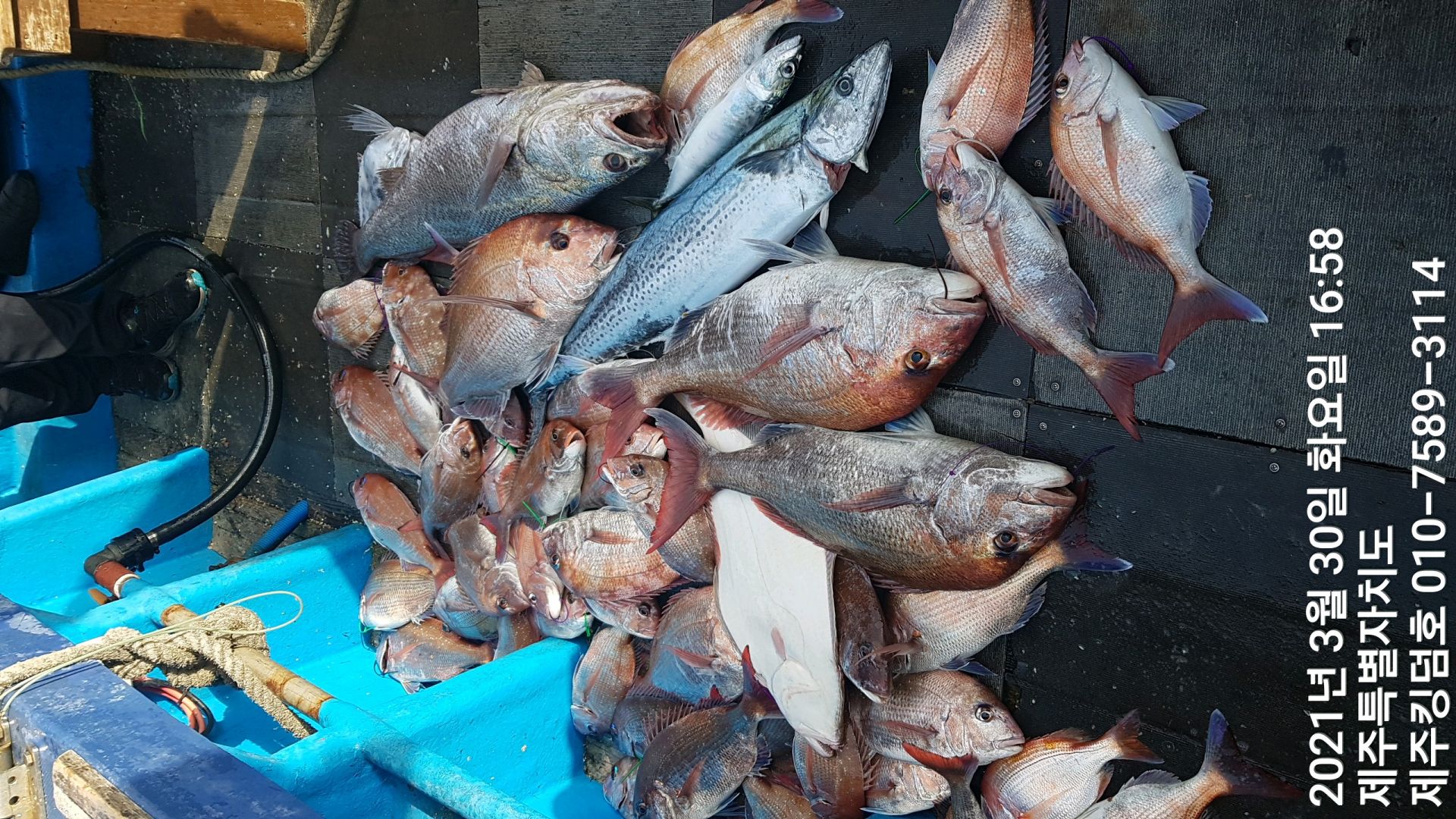 제주킹덤호..3월30일  참돔타이라바..