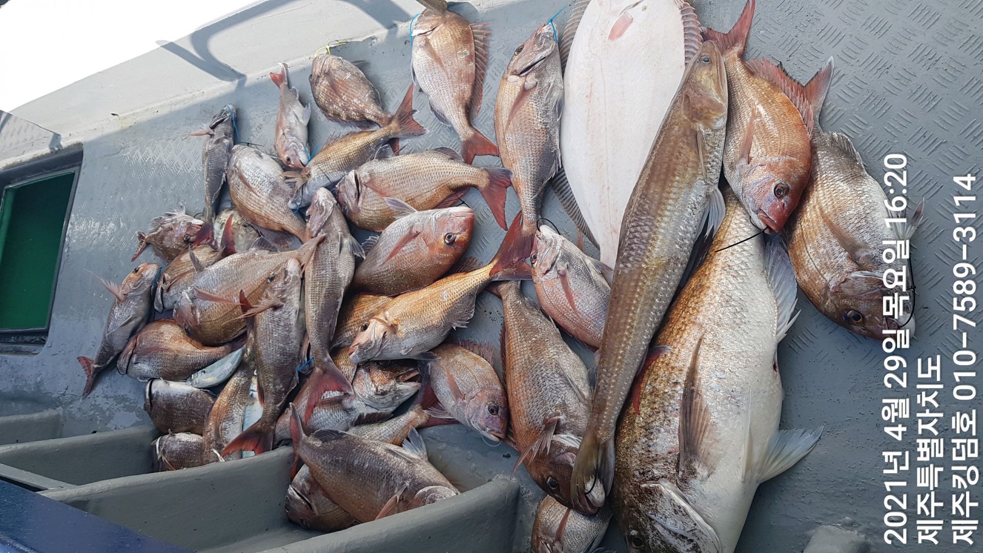 제주킹덤호..4월29일 참돔타이라바