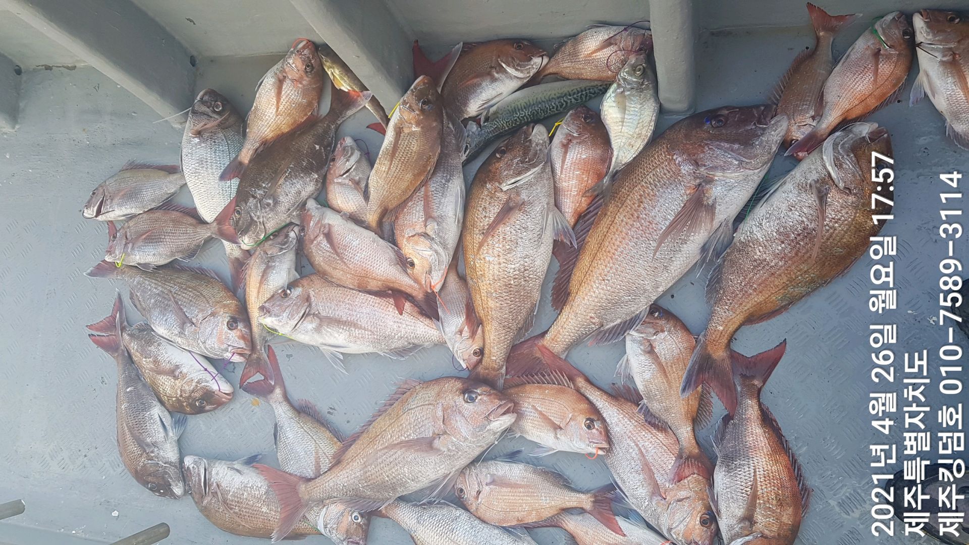 제주킹덤호..4월26일 참돔타이라바..