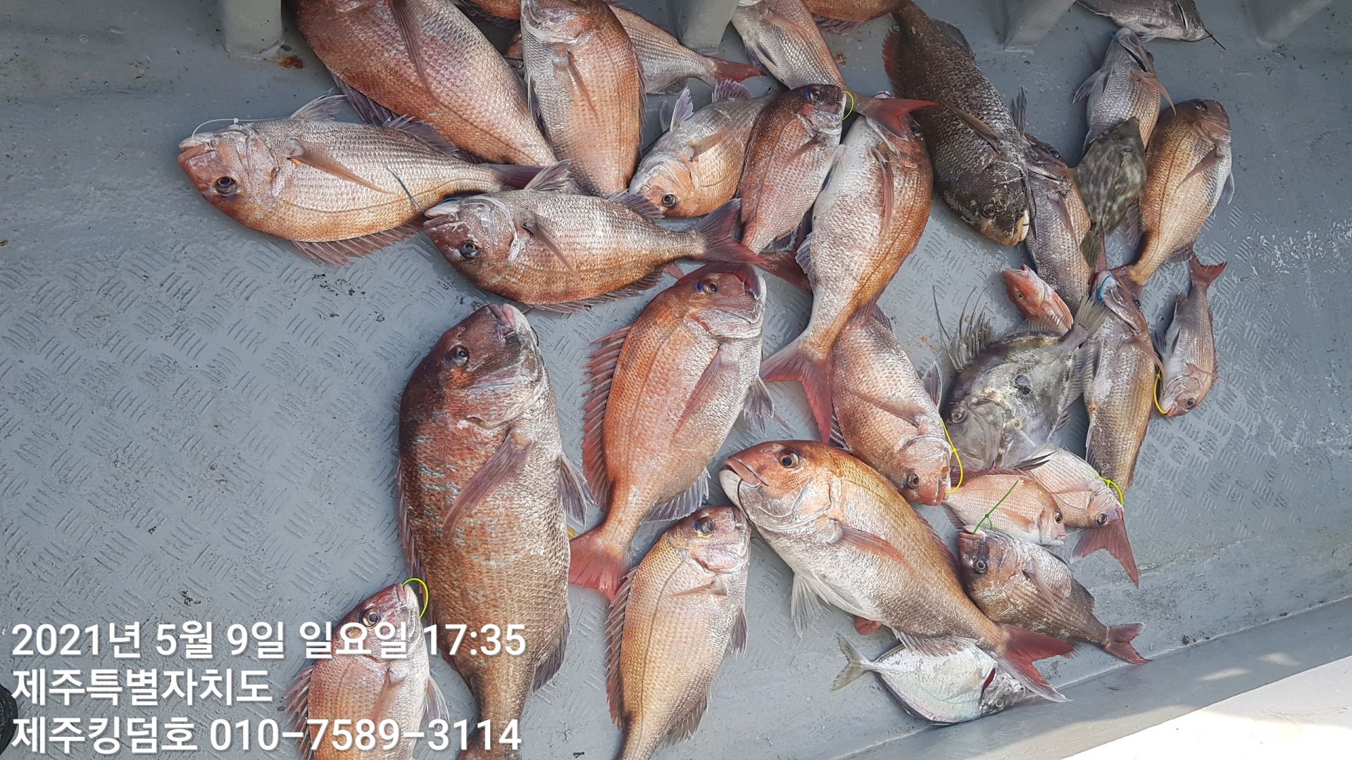 제주킹덤호..5월8일.9일 참돔타이라바