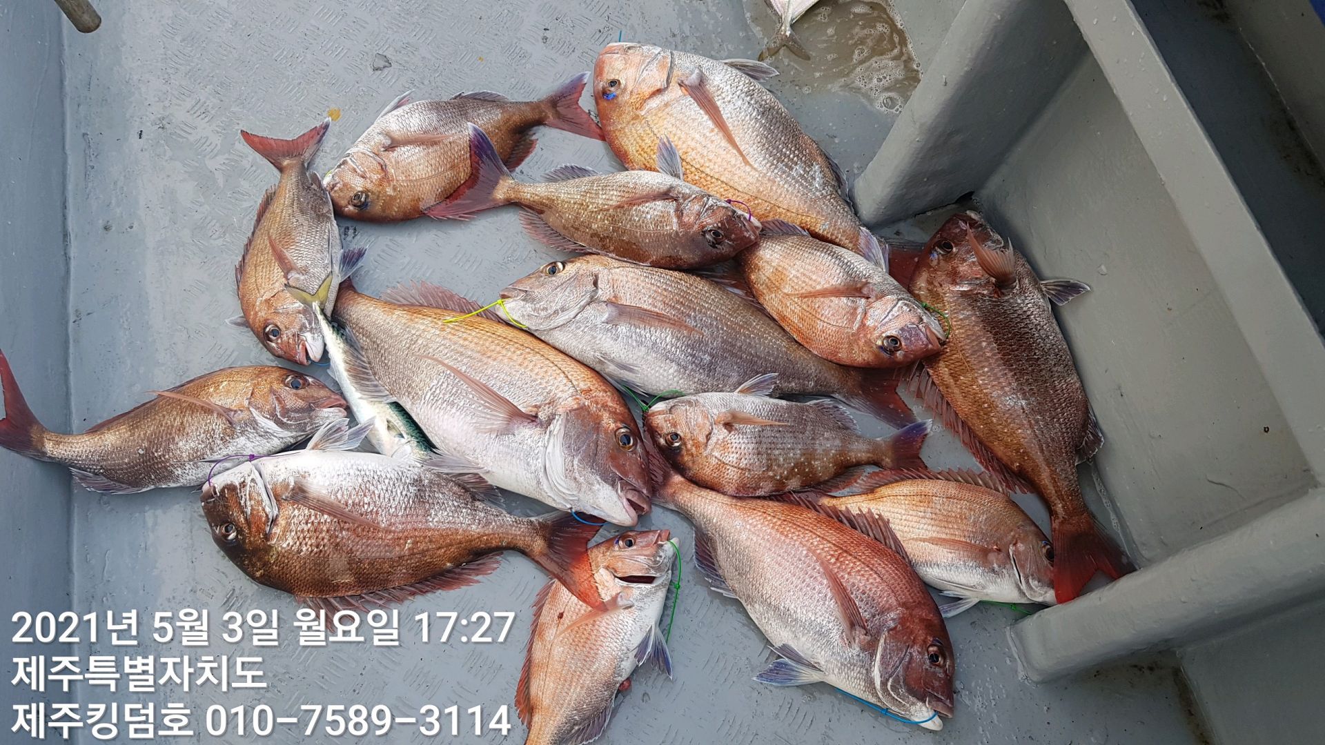 제주킹덤호..5월3일 참돔타이라바