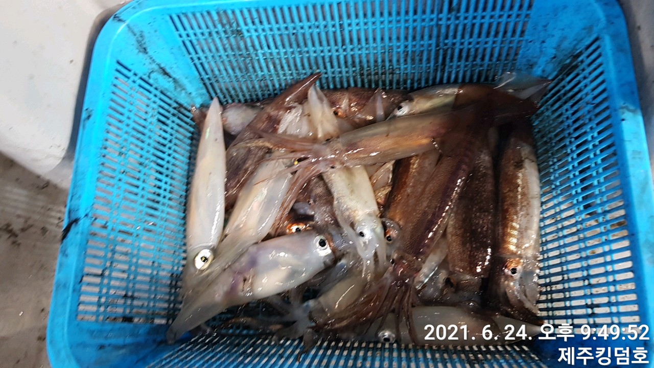 제주킹덤호..6월24일 한치