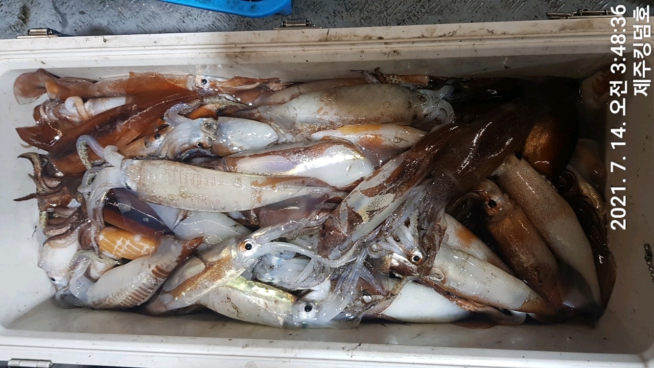 7월13일 오징어 조황