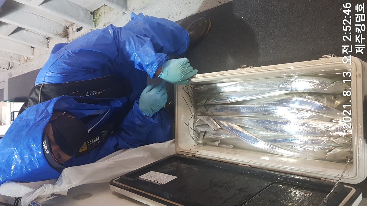 08월12일 갈치출항..