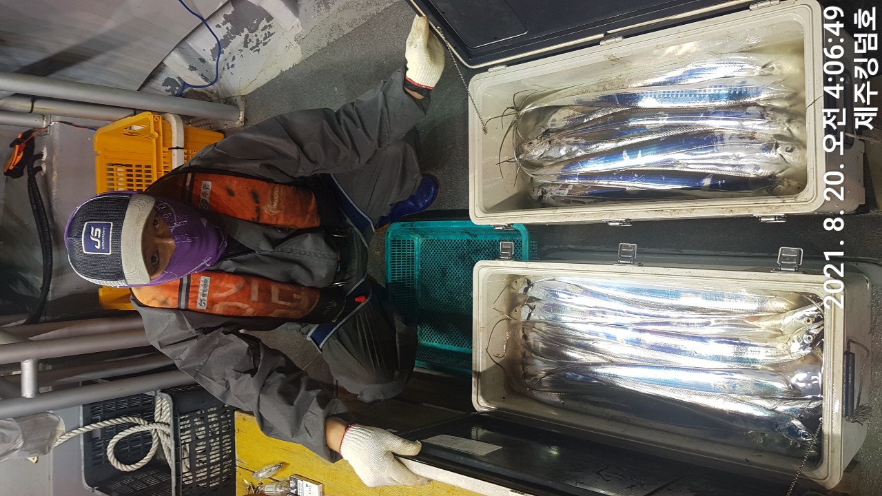 8월19일 갈치조황..