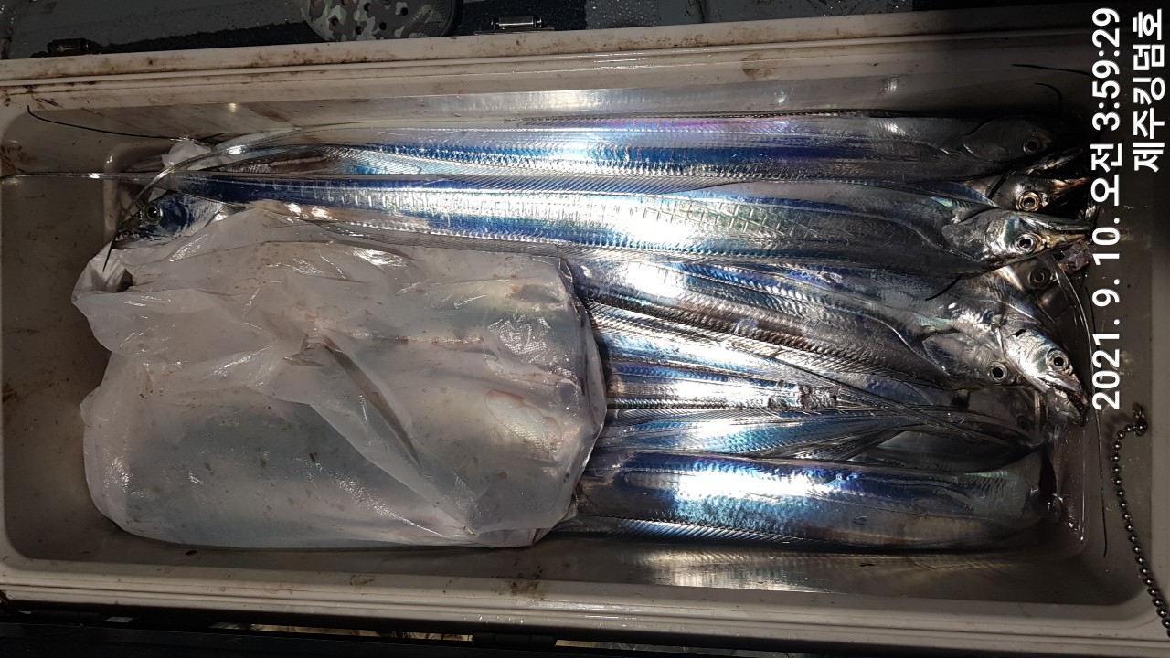 9월9일 갈치조황..