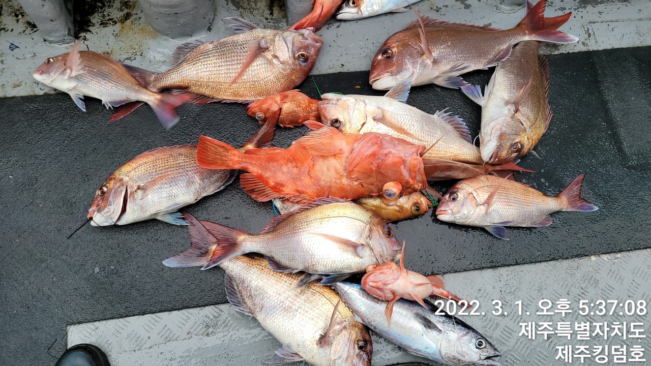 3월1일 참돔타이라바