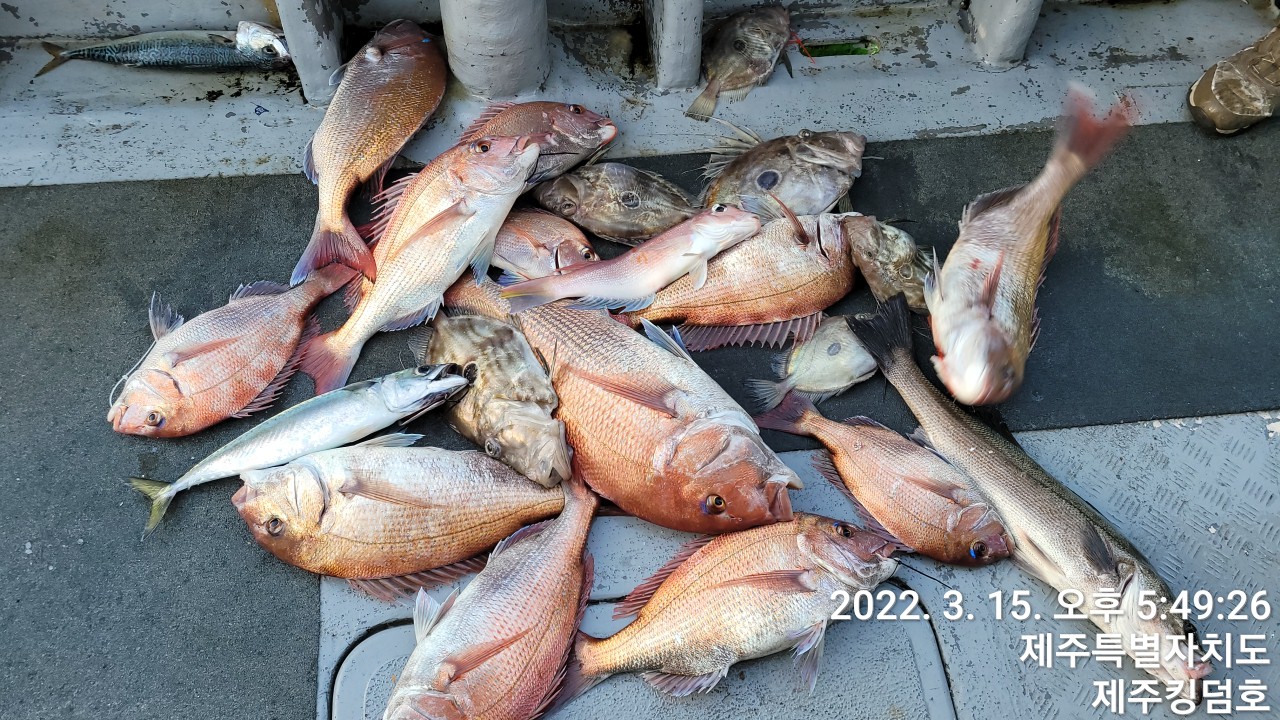 3월15일 참돔타이라바