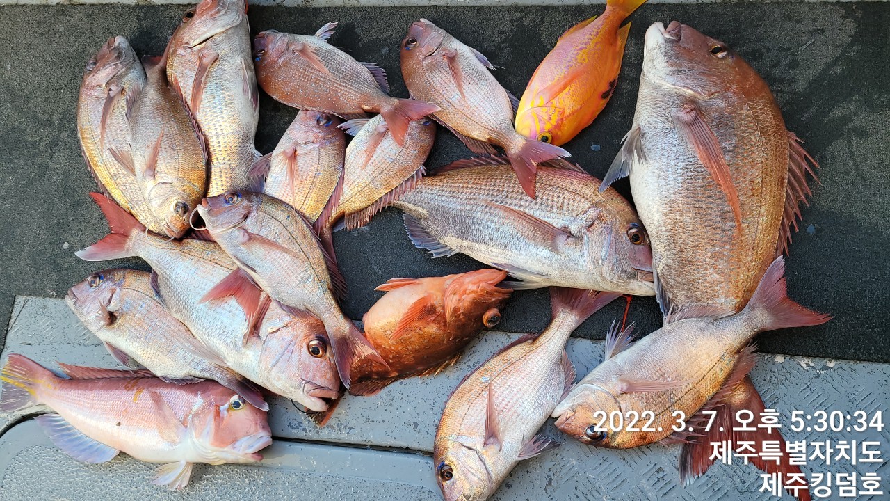 3월7일 참돔타이라바