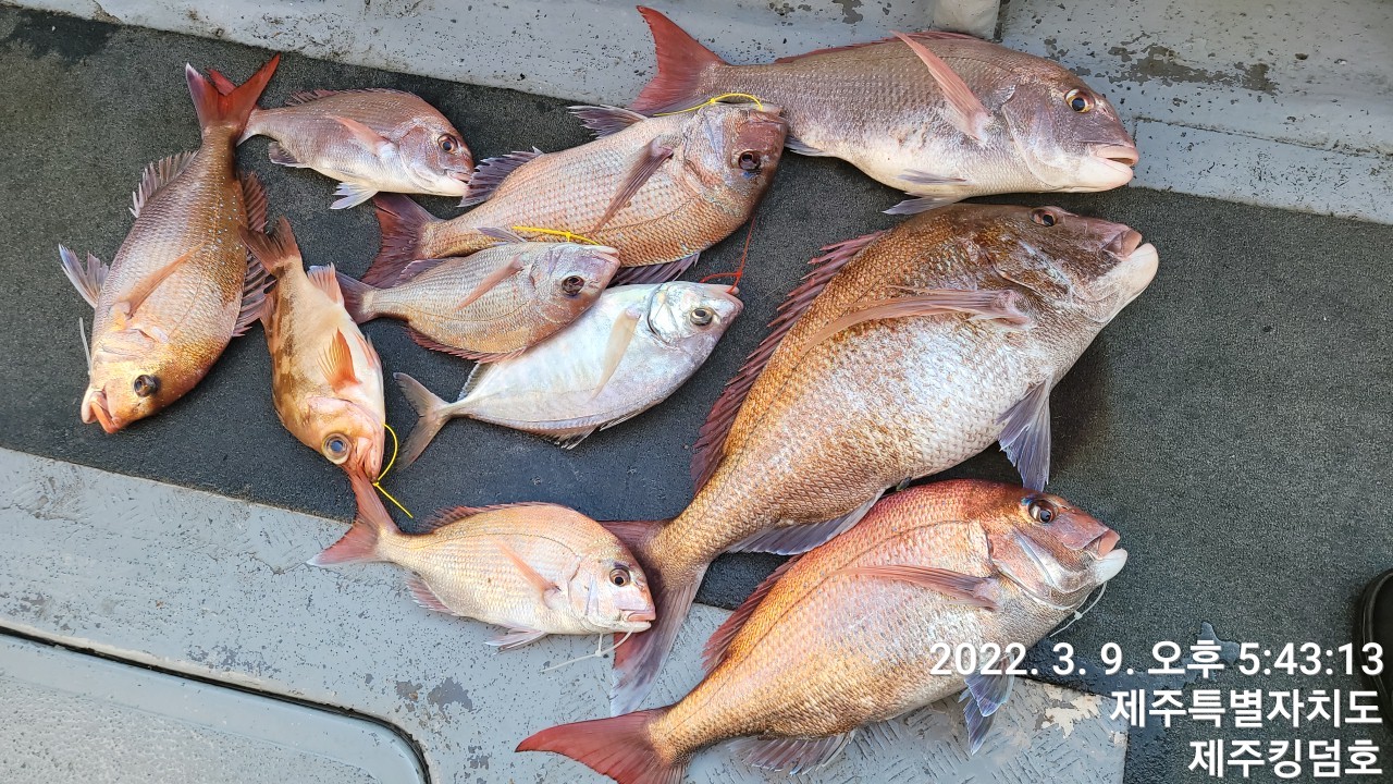 3월9일 참돔타이라바