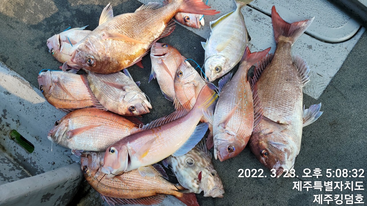 3월23일 참돔타이라바