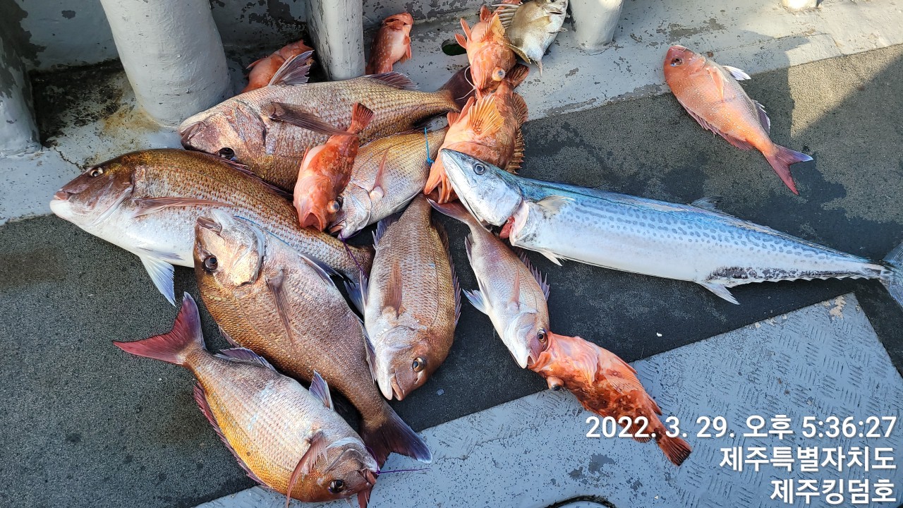 3월29일..30 일 참돔타이라바