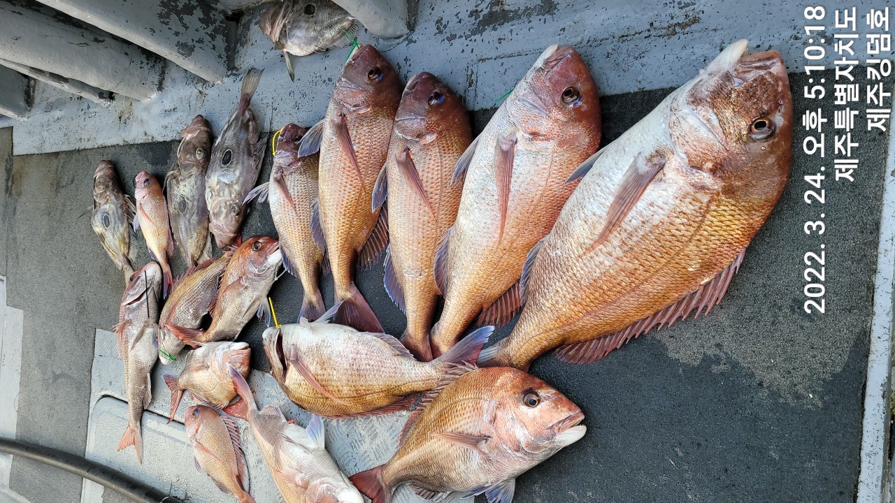 3월24일 참돔타이라바