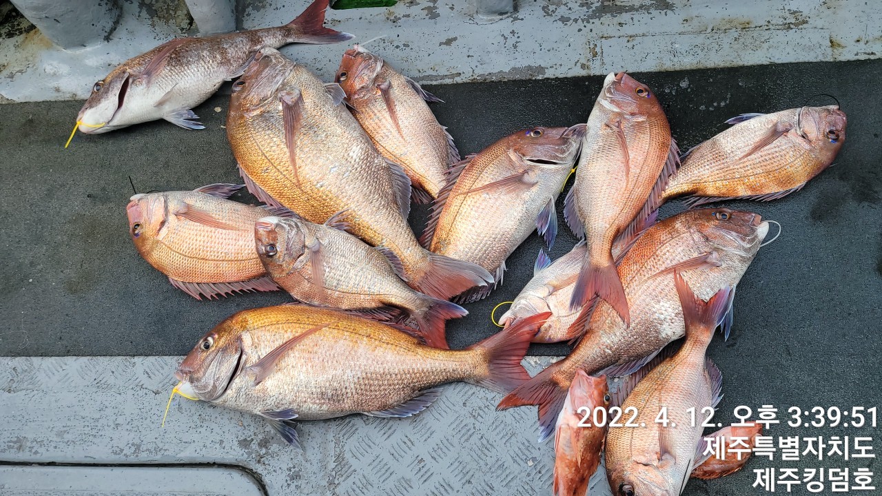 4월12일 참돔타이라바