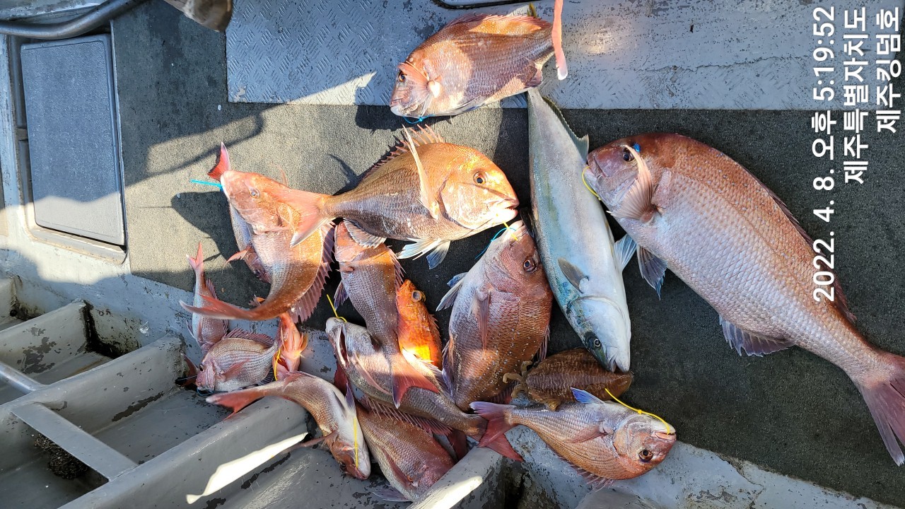 4월8일 참돔타이라바