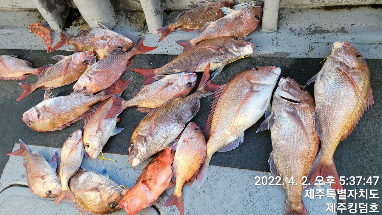 4월2일,3일 참돔타이라바