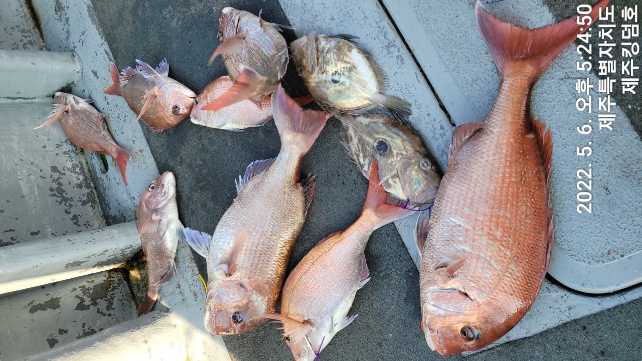 5월6일 참돔타이라바