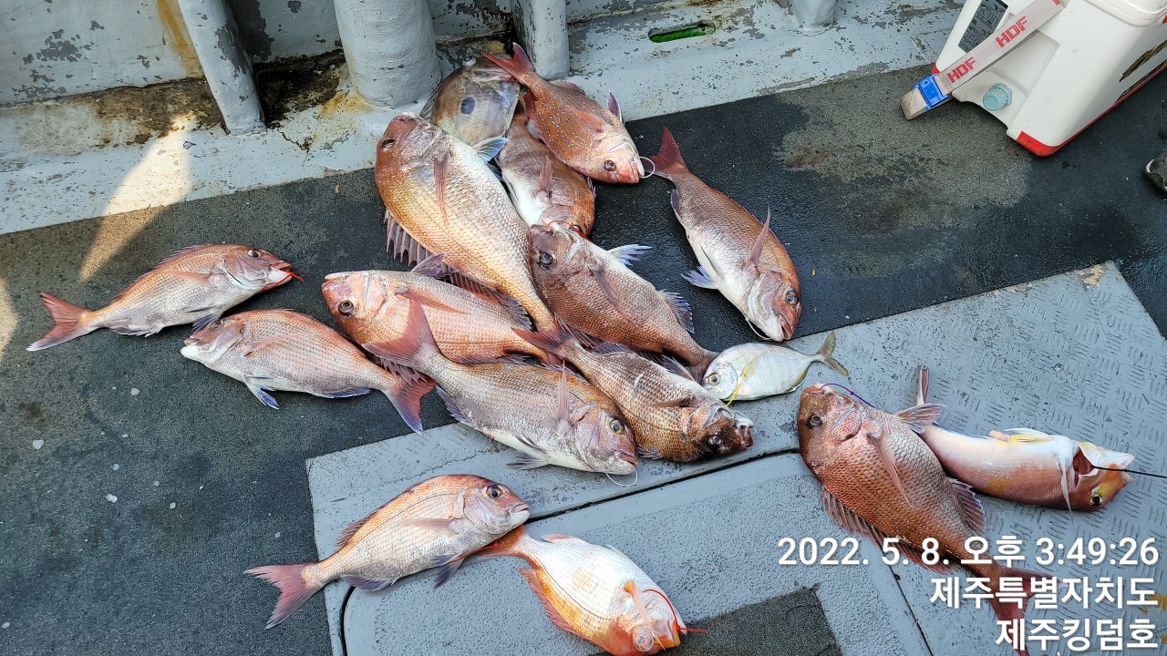 5월8일 참돔타이라바